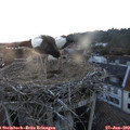 21_25-nest.jpg