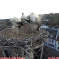 05_25-nest.jpg