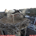 05_30-nest.jpg
