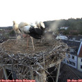 05_35-nest.jpg