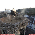 05_40-nest.jpg