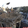 05_45-nest.jpg