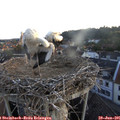 05_50-nest.jpg