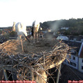 05_55-nest.jpg
