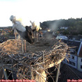 06_00-nest.jpg