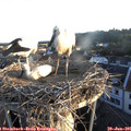 06_05-nest.jpg