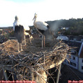 06_10-nest.jpg