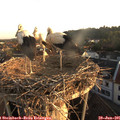 06_15-nest.jpg