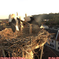 06_20-nest.jpg