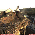 06_25-nest.jpg