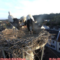 06_30-nest.jpg