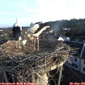 06_35-nest.jpg
