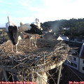 06_40-nest.jpg