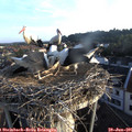 06_45-nest.jpg