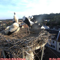 06_50-nest.jpg