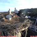 06_55-nest.jpg
