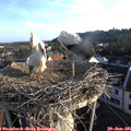 07_00-nest.jpg