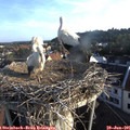 07_05-nest.jpg