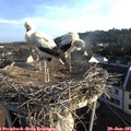 07_15-nest.jpg