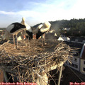 07_20-nest.jpg