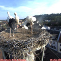07_25-nest.jpg