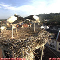 07_30-nest.jpg