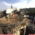 07_35-nest.jpg