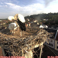 07_40-nest.jpg