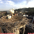 07_50-nest.jpg