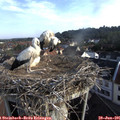 07_55-nest.jpg