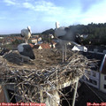 08_05-nest.jpg
