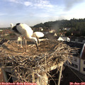 08_10-nest.jpg