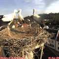 08_20-nest.jpg