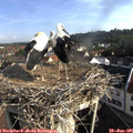 08_25-nest.jpg