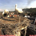 08_30-nest.jpg