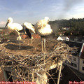 08_35-nest.jpg