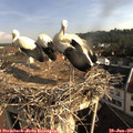 08_40-nest.jpg