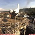 08_45-nest.jpg