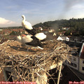 08_50-nest.jpg
