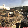 08_55-nest.jpg