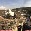 09_00-nest.jpg