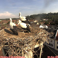 09_05-nest.jpg