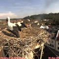 09_10-nest.jpg