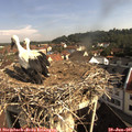 09_15-nest.jpg