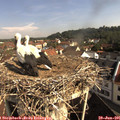 09_20-nest.jpg