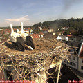 09_25-nest.jpg