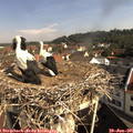 09_35-nest.jpg