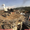 09_45-nest.jpg
