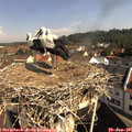 09_55-nest.jpg