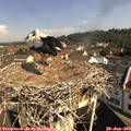 10_00-nest.jpg